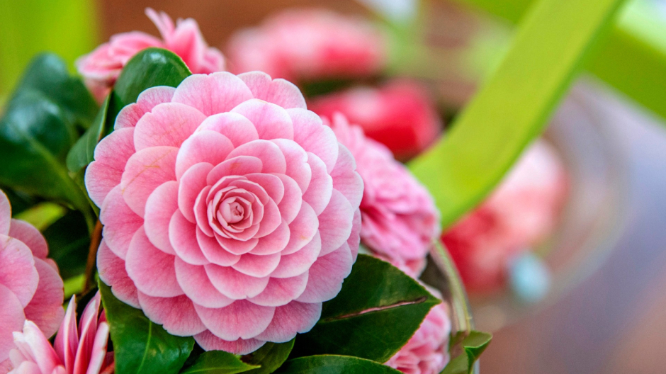 Verbania celebra la regina del lago: torna la Mostra della Camelia