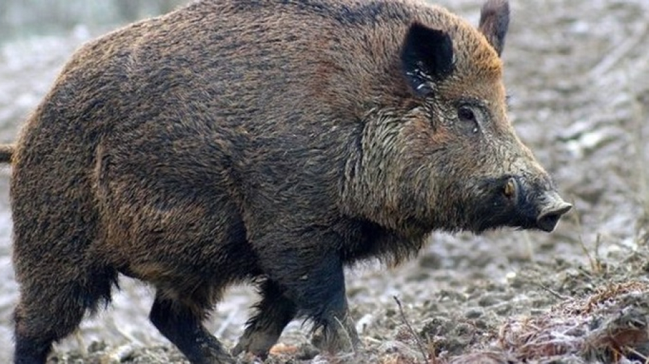 Incidente a Masserano: auto contro cinghiale