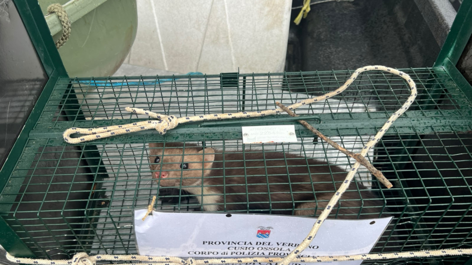 Catturata la faina sabotatrice che viveva nel parcheggio dell'ospedale San Biagio