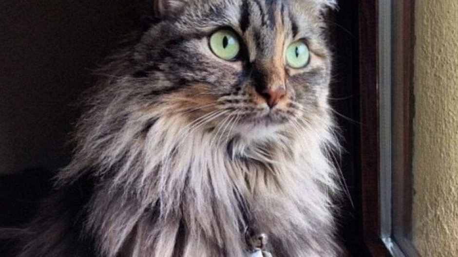 Borgosesia: gli uffici veterinari si trasferiscono in via Marconi