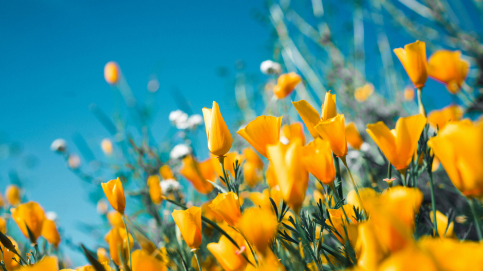 Benvenuta primavera: arriva il 20 marzo, Giornata Internazionale della Felicità