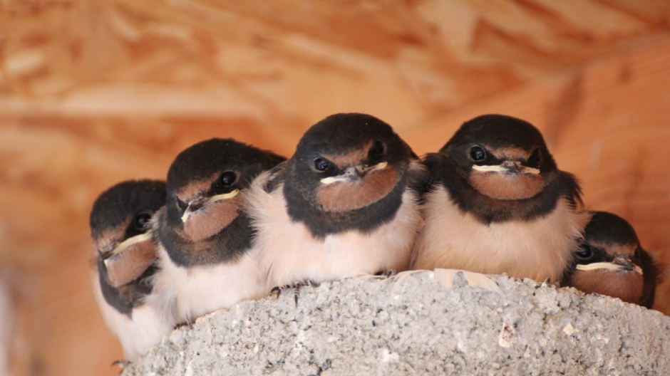 Equinozio di Primavera: Domo celebra la natura e il ritorno dei rondoni
