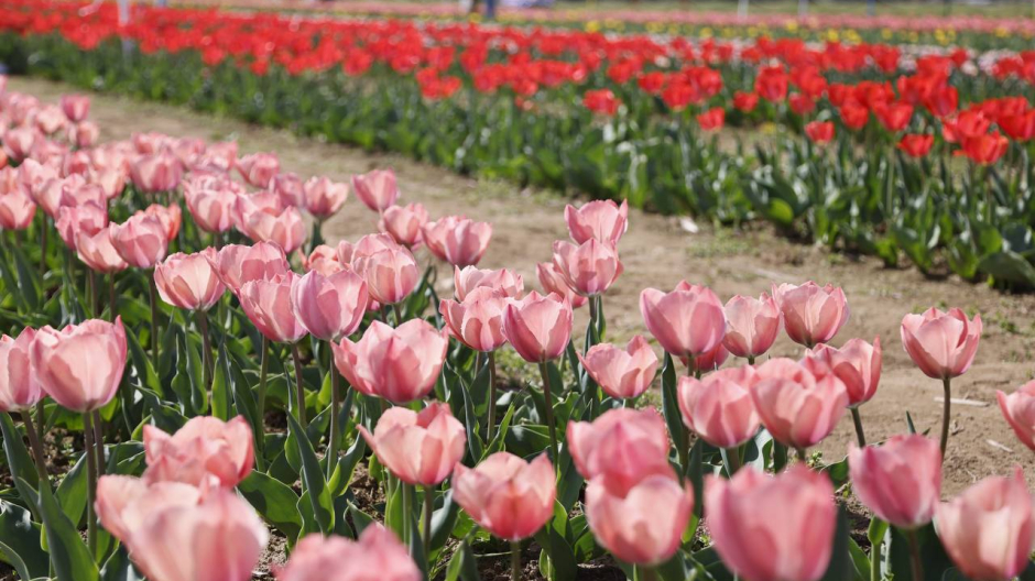 Cameri, il 27 marzo apre 